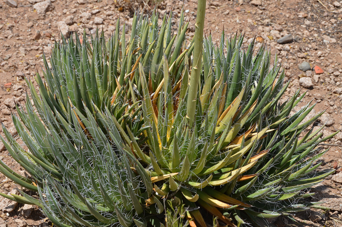 Toumey's Agave is a rosette type subshrub with thin leaves containing thread-like fibers along the leaf margins. This species "pups" readily and the new plants surround the parent plants as seen in the photograph. Agave toumeyana Toumey's Agave is a rosette type subshrub with thin leaves containing thread-like fibers along the leaf margins. This species "pups" readily and the new plants surround the parent plants as seen in the photograph. Agave toumeyana